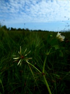 Trifolium michelianum Savi, 1798
