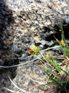 Carex extensa Gooden., 1794