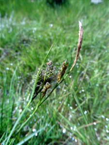 Carex nigra (L.) Reichard, 1778