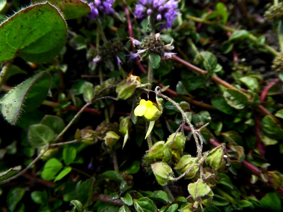 Kickxia spuria (L.) Dumort., 1827