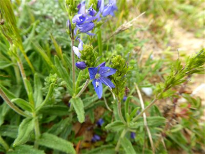 Veronica teucrium L., 1762