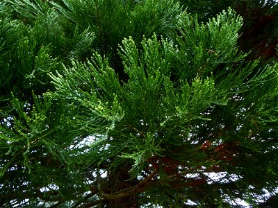 Sequoiadendron giganteum (Lindl.) J.Buchholz, 1939