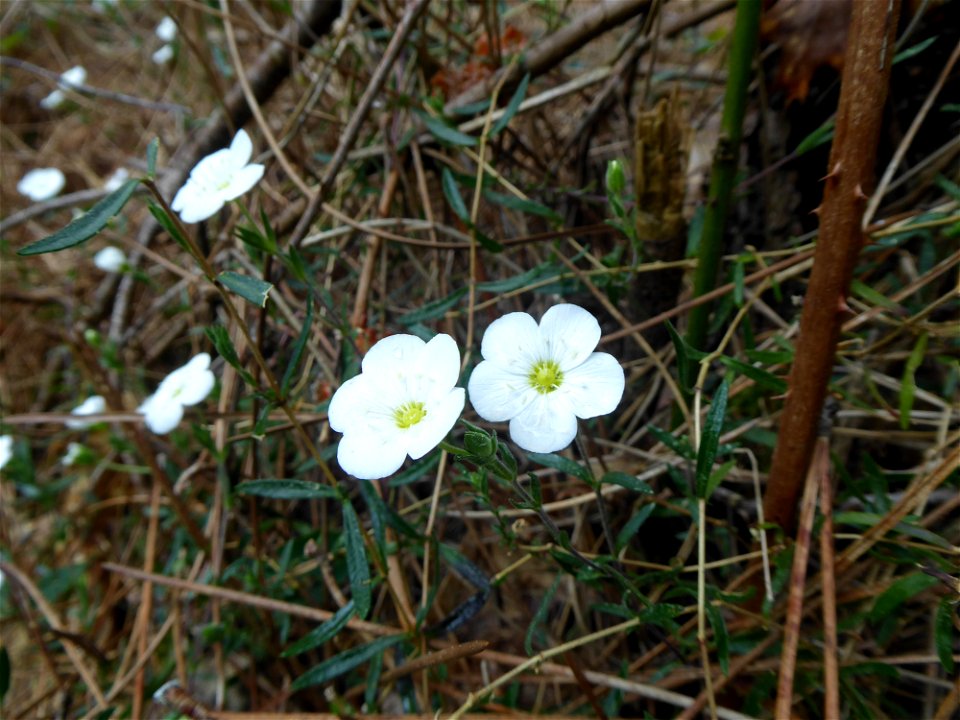 Arenaria montana L., 1755