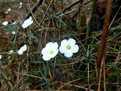 Arenaria montana L., 1755