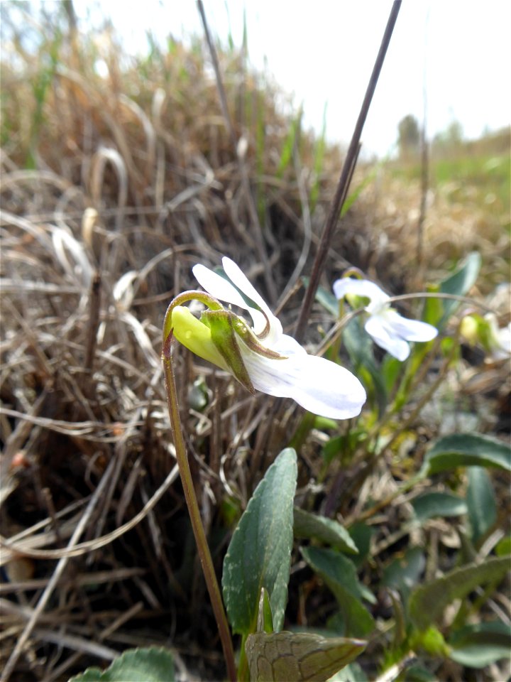 Viola lactea Sm., 1798