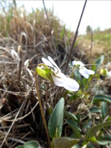 Viola lactea Sm., 1798