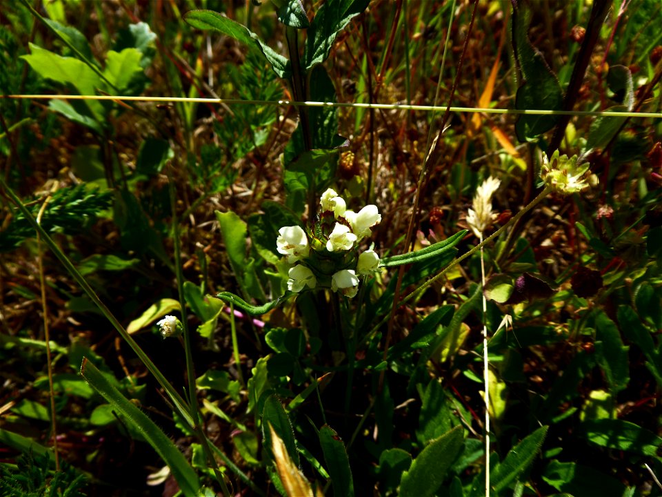 Prunella laciniata (L.) L., 1763