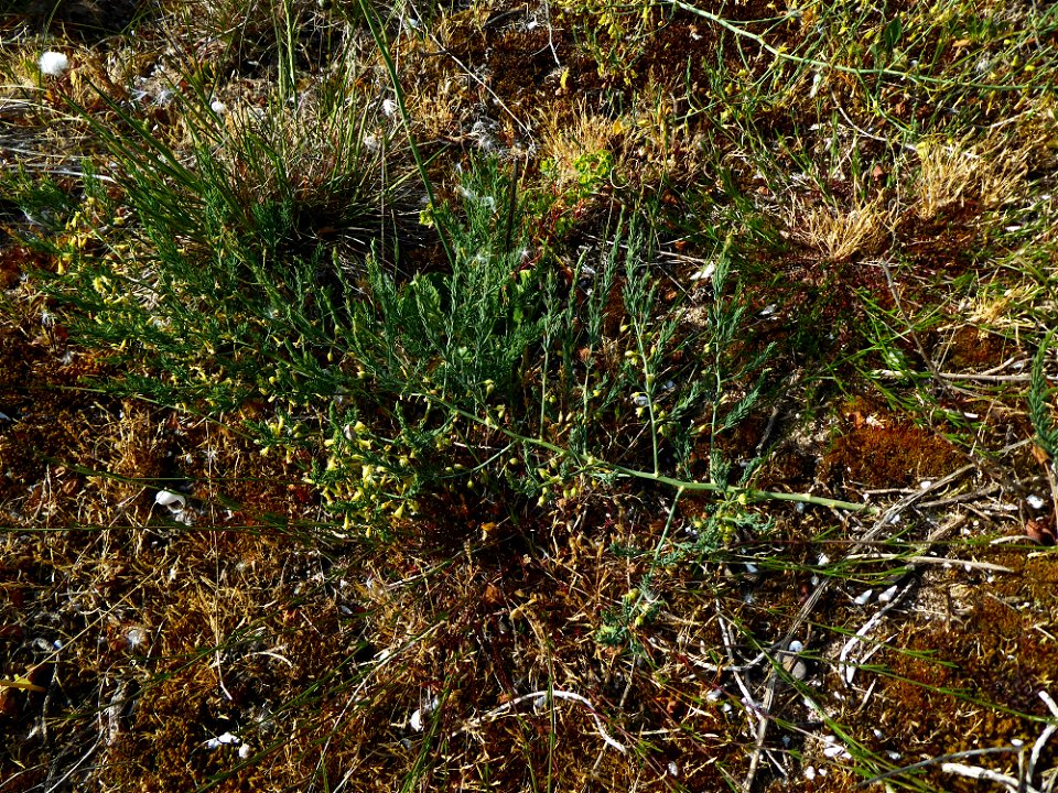 Asparagus officinalis subsp. prostratus (Dumort.) Corb., 1894
