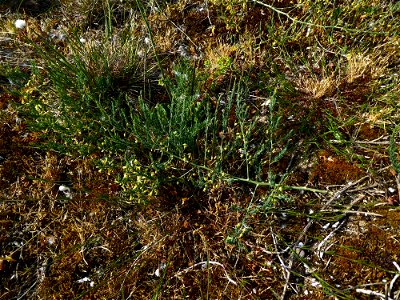 Asparagus officinalis subsp. prostratus (Dumort.) Corb., 1894