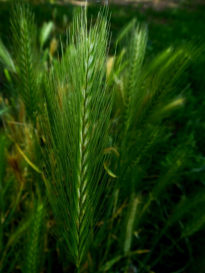 Hordeum murinum L., 1753