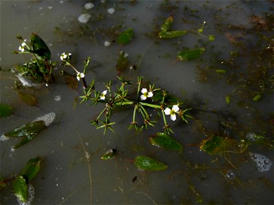 Damasonium alisma Mill., 1768