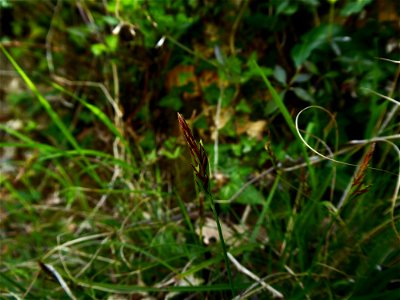 Carex halleriana Asso, 1779