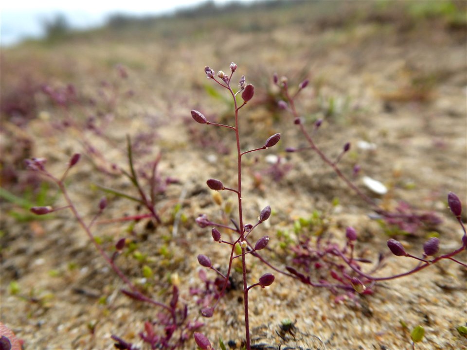 Hornungia procumbens (L.) Hayek, 1925