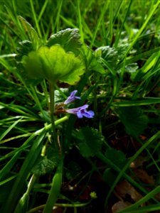 Glechoma hederacea L., 1753