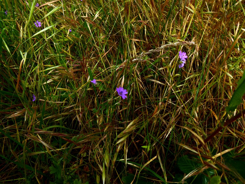 Geranium pyrenaicum Burm.f., 1759