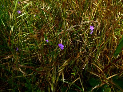 Geranium pyrenaicum Burm.f., 1759