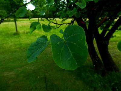 Cercis siliquastrum L., 1753