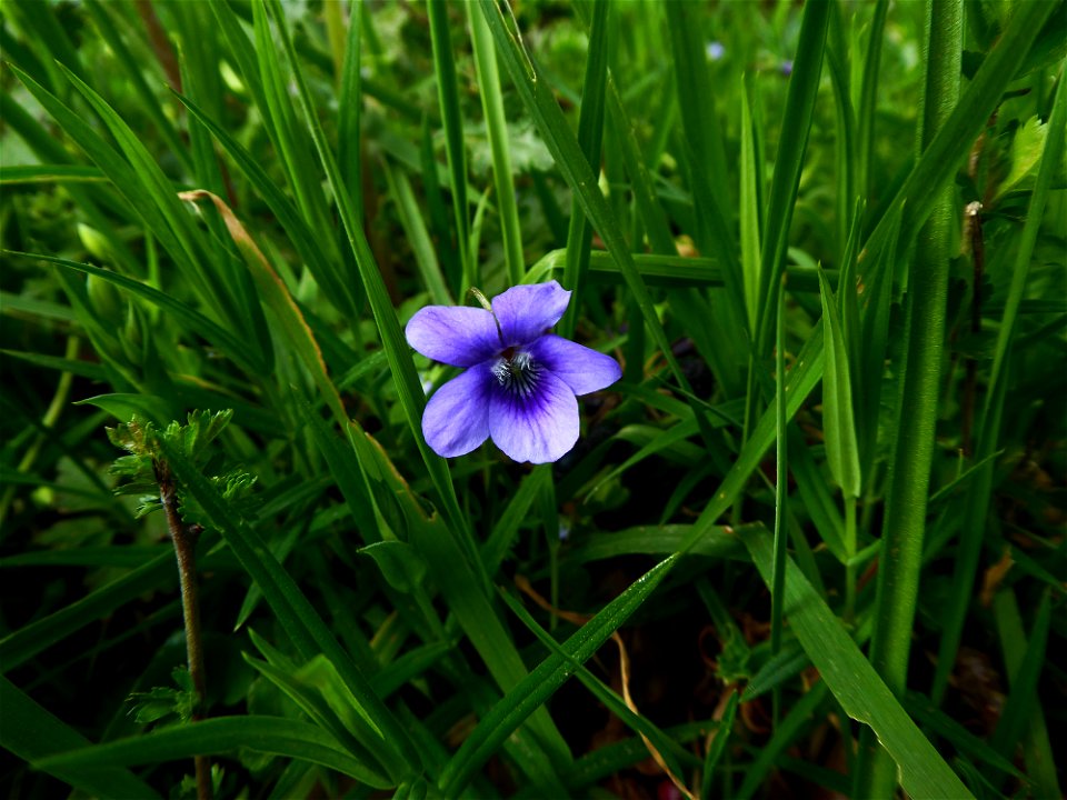 Viola riviniana Rchb., 1823