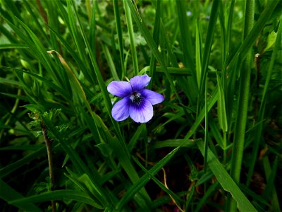 Viola riviniana Rchb., 1823