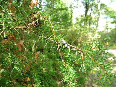 Juniperus communis L., 1753