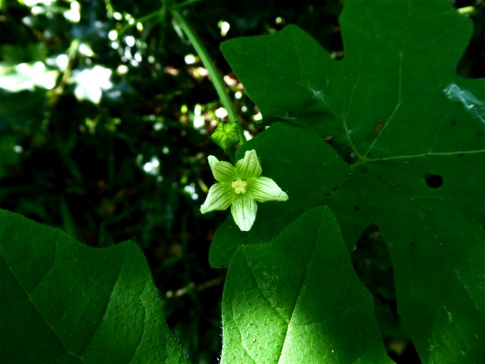 Bryonia dioica Jacq., 1774