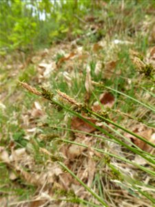 Carex pilulifera L., 1753