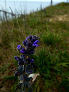 Salvia verbenaca L., 1753