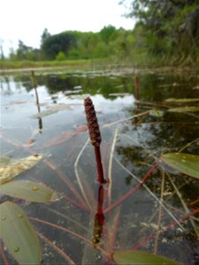 Potamogeton polygonifolius Pourr., 1788