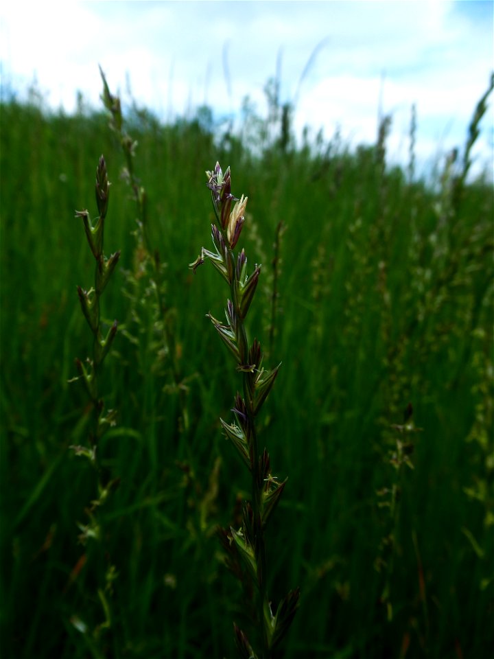 Lolium perenne L., 1753