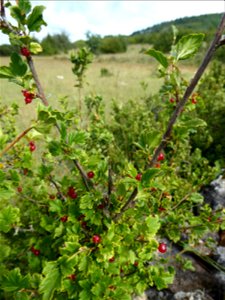 Ribes alpinum L., 1753