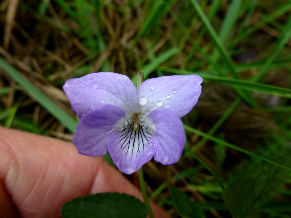 Viola canina L., 1753