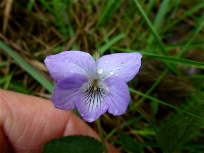 Viola canina L., 1753