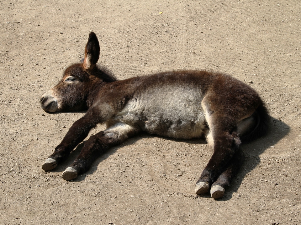 Concerns sleep rest