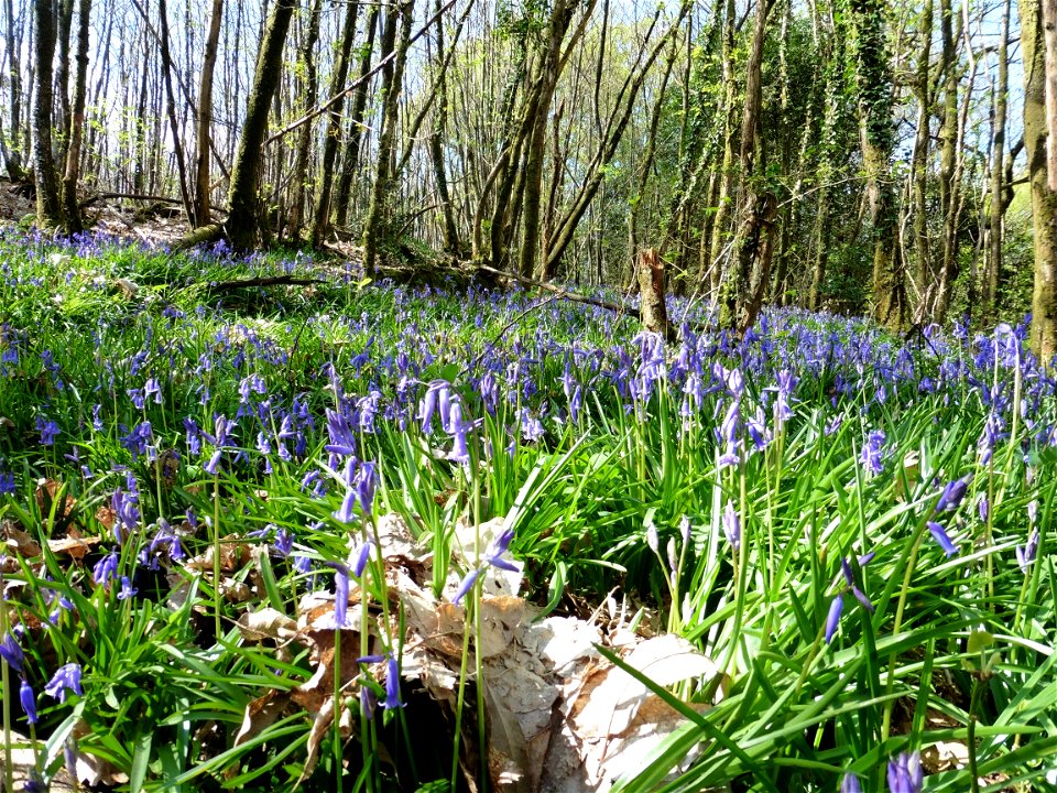 Hyacinthoides non-scripta (L.) Chouard ex Rothm., 1944