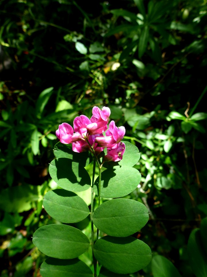 Lathyrus niger (L.) Bernh., 1800