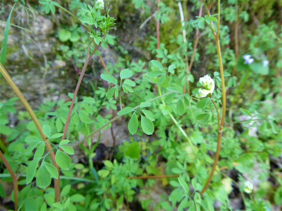 Ceratocapnos claviculata (L.) Lidén, 1984
