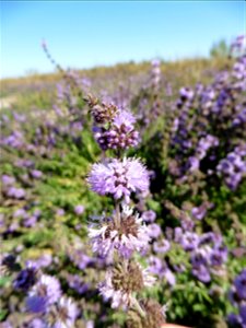 Mentha pulegium L., 1753
