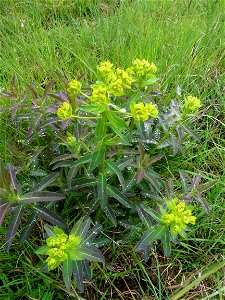 Euphorbia illirica Lam., 1788