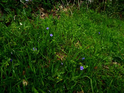 Viola riviniana Rchb., 1823