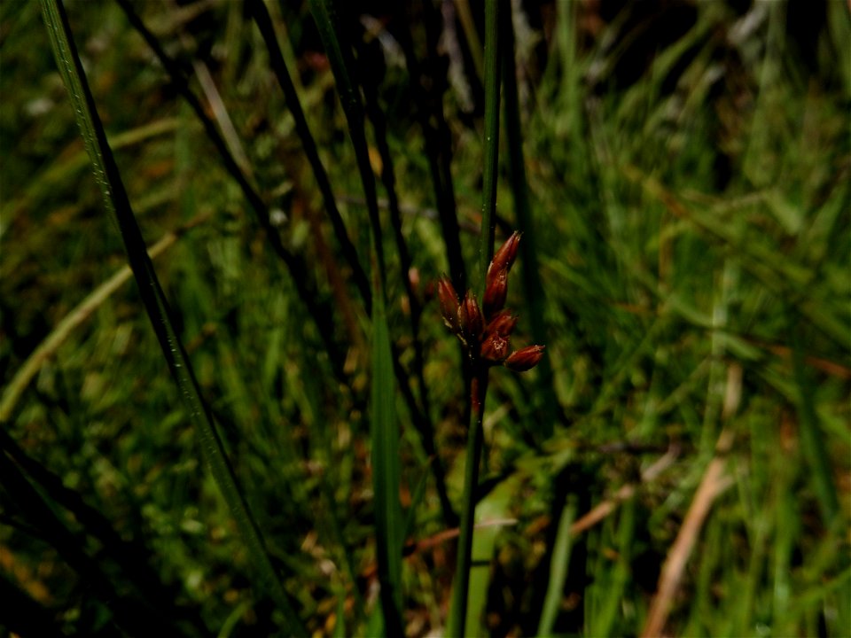 Juncus filiformis L., 1753