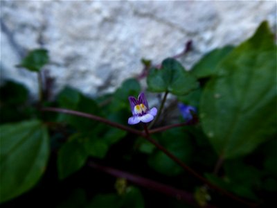 Cymbalaria muralis G.Gaertn., B.Mey. & Scherb., 1800