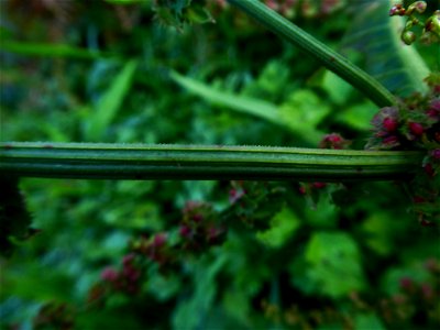 Rumex obtusifolius L., 1753
