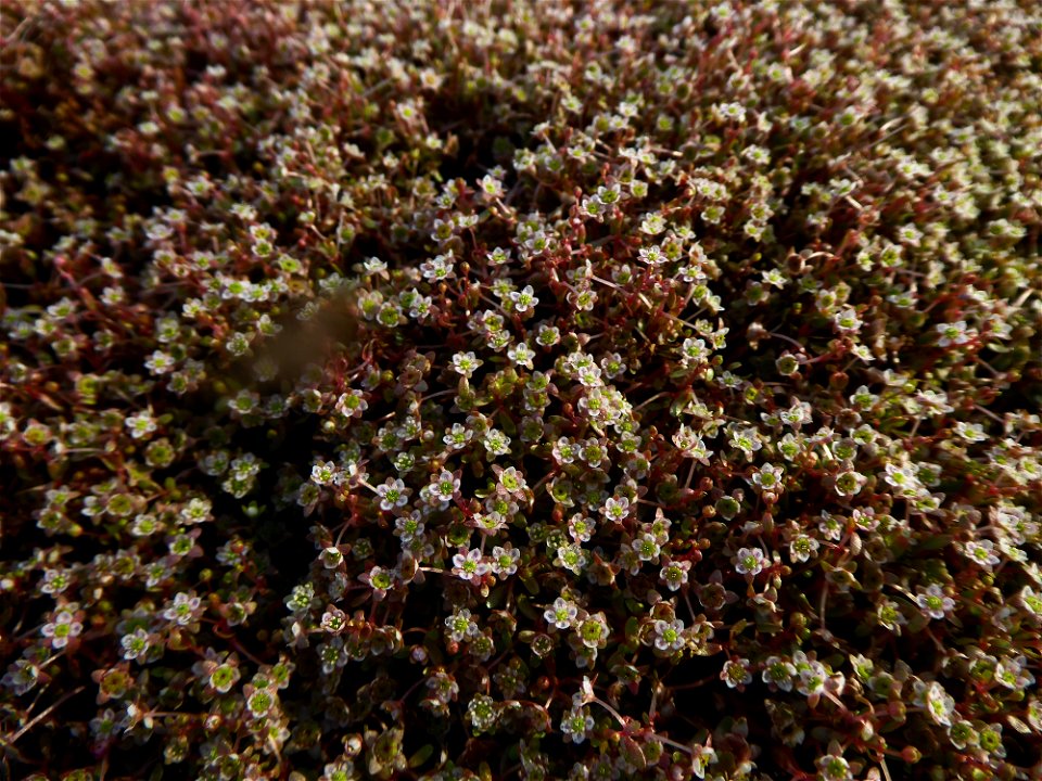 Elatine macropoda Guss., 1827