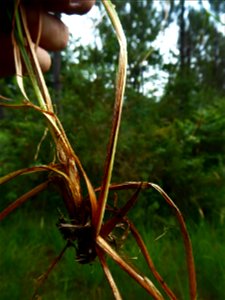 Carex binervis Sm., 1800