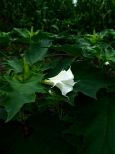 Datura stramonium L., 1753