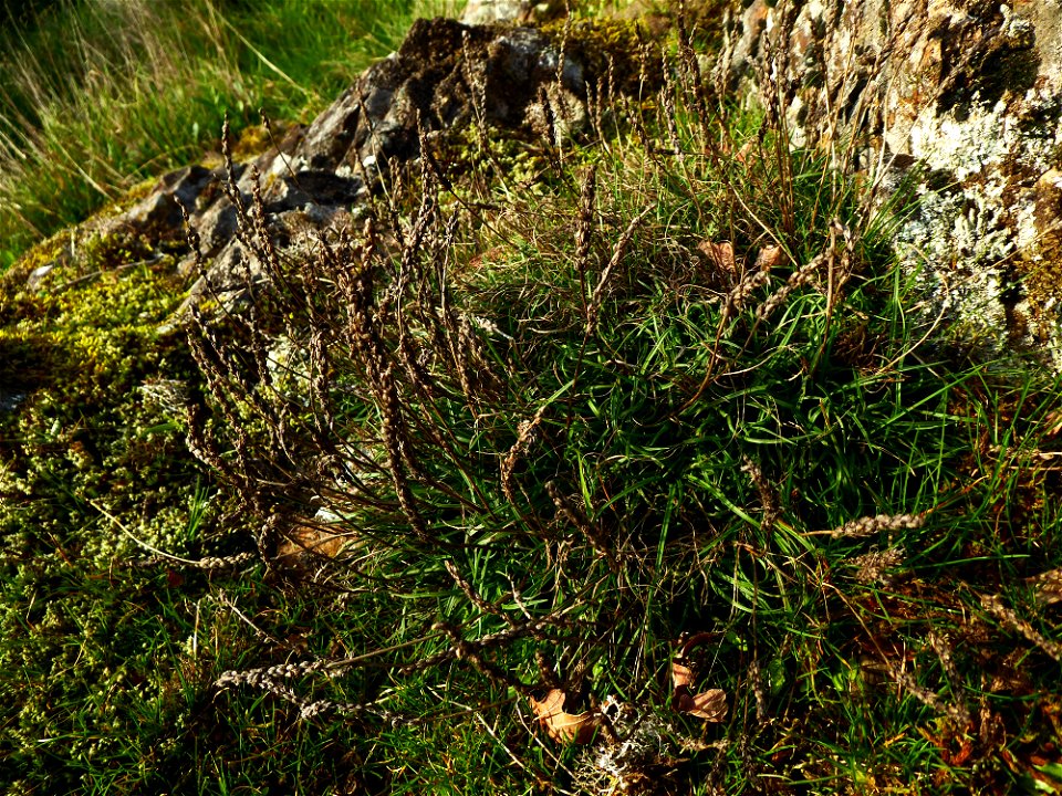 Plantago holosteum Scop., 1771
