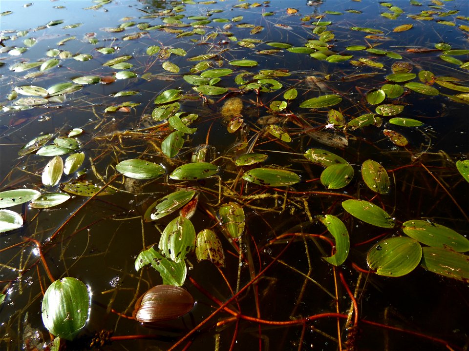 Potamogeton polygonifolius Pourr., 1788