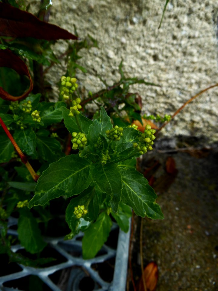 Mercurialis annua L., 1753