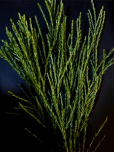 Sequoiadendron giganteum (Lindl.) J.Buchholz, 1939