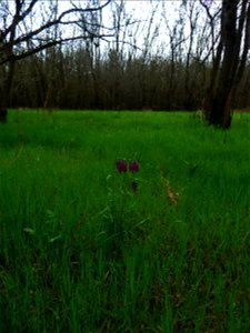 Fritillaria meleagris L., 1753